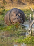 Hippopotamus (Hippopotamus amphibius) browsing at a water hole