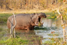 Hippopotamus (Hippopotamus amphibius) belching grass at a waterhole