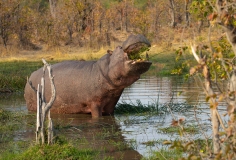 Hippopotamus (Hippopotamus amphibius) belching grass at a waterhole