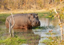 Hippopotamus (Hippopotamus amphibius) browsing at a water hole