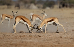 Springbok (Antidorcas marsupialis).   Two bucks fighting