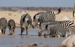 Burchell's Zebra (Equus burchellii) drinking at a waterhole