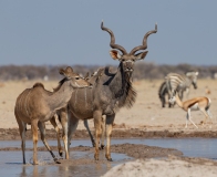 Greater Kudu (Tragelaphus strepsiceros)