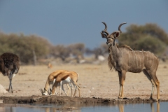 Greater Kudu (Tragelaphus strepsiceros)