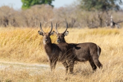 Waterbuck (Kobus ellipsiprymnus)