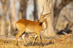 Lechwe (Kobus leche), red lechwe or southern lechwe, mature buck.