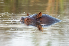 Hippopotamus (Hippopotamus amphibius) partially submerged at a water hole.