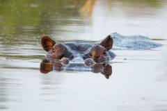 Hippopotamus (Hippopotamus amphibius) submerged at a water hole