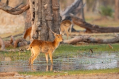 Lechwe (Kobus leche), red lechwe or southern lechwe, buck browsing in shallow water