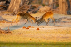 Lechwe (Kobus leche), red lechwe or southern lechwe.  Two bucks fighting