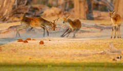 Lechwe (Kobus leche), red lechwe or southern lechwe.  Two bucks fighting