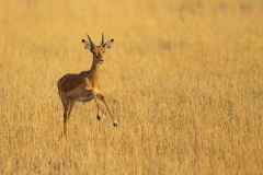 Impala (Aepyceros melampus) running in golden grass