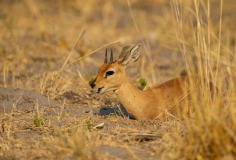 Steenbok (Raphicerus campestris) lying in the grass