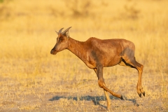 Common Tsessebe or sassaby (Damaliscus lunatus lunatus) running