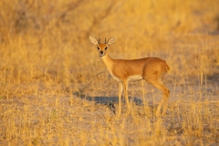 Steenbok (Raphicerus campestris)