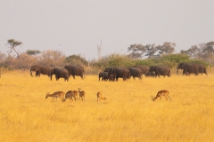 Elephants (Loxodonta africana) and Impala (Aepyceros melampus)