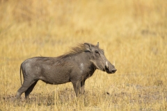 Warthog (Phacochoerus africanus)