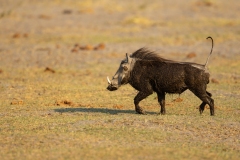 Warthog (Phacochoerus africanus) covered in mud from a waterhole