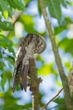 Common Potoo (Nyctibius griseus)