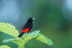 Cherrie's Tanager (Ramphocelus costaricensis) adult male