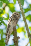 Common Potoo (Nyctibius griseus)