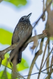 Black-hooded Antshrike (Thamnophilus bridgesi)