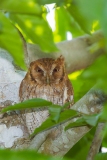Tropical Screech Owl (Megascops choliba)