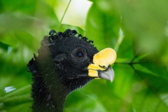 Great Curassow (Crax rubra), male portrait
