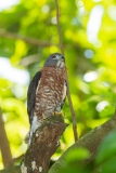 Double-toothed Kite (Harpagus bidentatus)