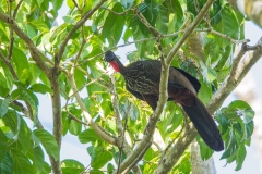 Crested Guan (Penelope purpurascens)
