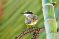 Great Kiskadee (Pitangus sulphuratus)