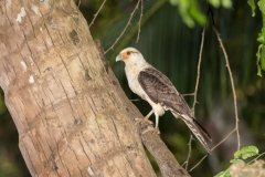 Yellow-headed Caracara (Milvago chimachima) perched on the trunk of a palm tree
