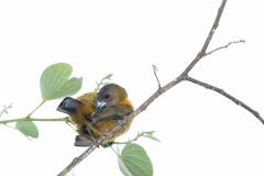 Cherrie's Tanager (Ramphocelus costaricensis), female preening