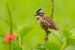Rufous-collared Sparrow ((Zonotrichia capensis)