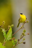 Grey-crowned Yellowthroat (Geothlypis poliocephala)