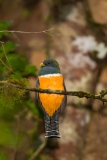 Orange-bellied Trogon (Trogon aurantiiventris)