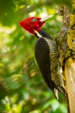 Pale-billed Woodpecker (Campephilus guatemalensis)