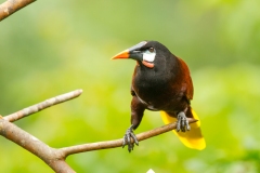 Montezuma oropendola (Psarocolius montezuma)