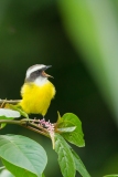 Social Flycatcher (Myiozetetes similis) singing
