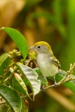 Chestnut-sided Warbler (Setophaga pensylvanica), male, non-breeding