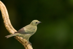 Palm Tanager (Thraupis palmarum)