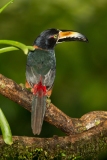 Collared Aracari (Pteroglossus torquatus)