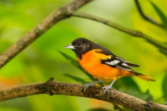 Baltimore Oriole (Icterus galbula)