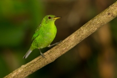 Green Honeycreeper (Chlorophanes spiza) female