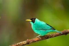 Green Honeycreeper (Chlorophanes spiza)
