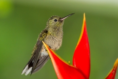 Scaly-breasted Hummingbird (Phaeochroa cuvierii)