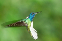 White-necked Jacobin (Florisuga mellivora) Hummingbird