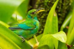 Green Honeycreeper (Chlorophanes spiza) juvenile male molting