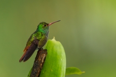 Rufous-Tailed Hummingbird (Amazilia tzacatl)