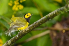Hooded Warbler (Setophaga citrina)